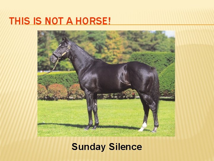 THIS IS NOT A HORSE! Sunday Silence 