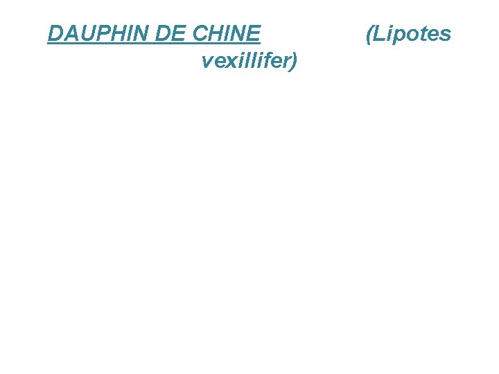 DAUPHIN DE CHINE (Lipotes vexillifer) 