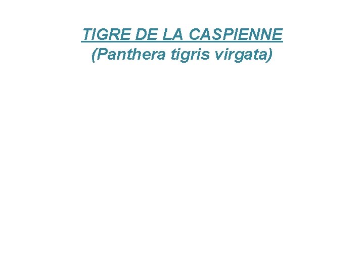 TIGRE DE LA CASPIENNE (Panthera tigris virgata) 