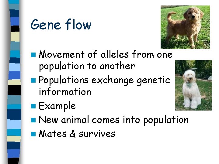 Gene flow n Movement of alleles from one population to another n Populations exchange