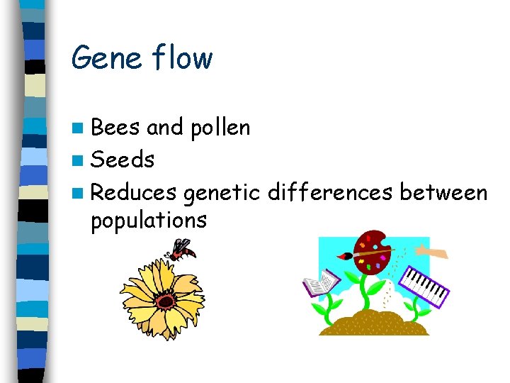 Gene flow n Bees and pollen n Seeds n Reduces genetic differences between populations