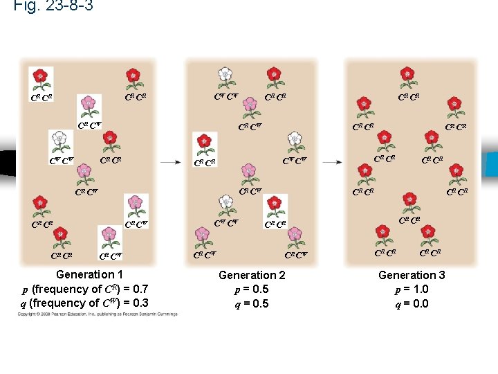 Fig. 23 -8 -3 CR CR CW CW CR CR CW CW CR CR