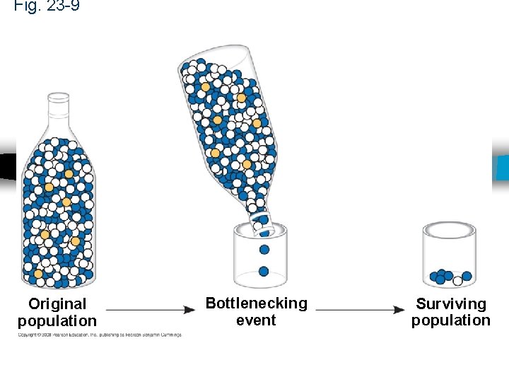 Fig. 23 -9 Original population Bottlenecking event Surviving population 