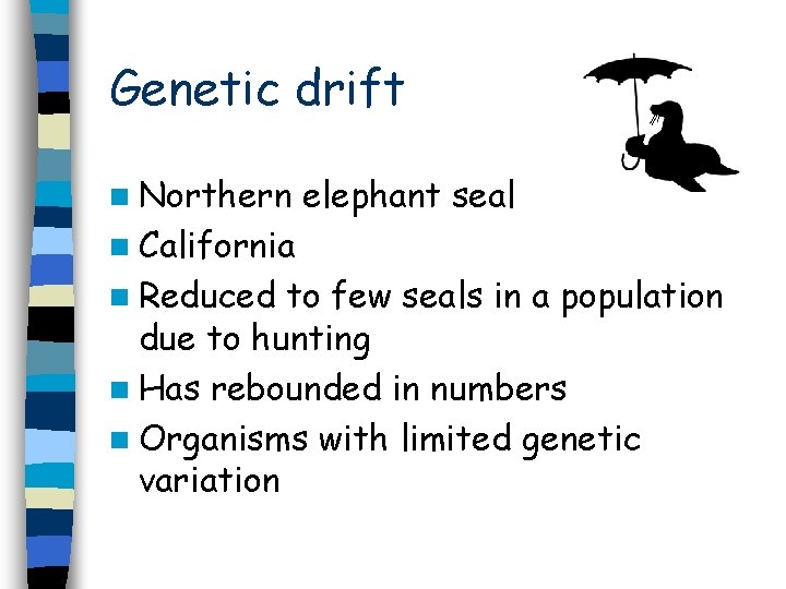 Genetic drift n Northern elephant seal n California n Reduced to few seals in