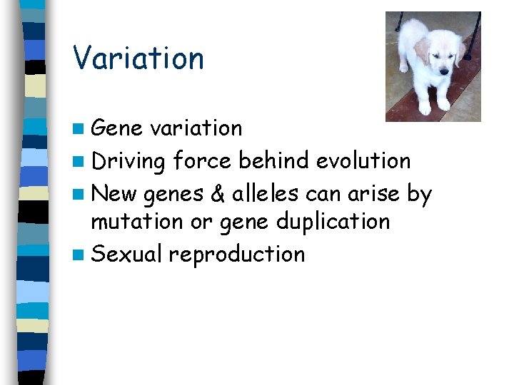 Variation n Gene variation n Driving force behind evolution n New genes & alleles