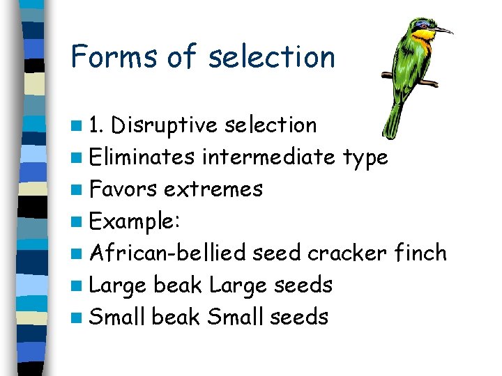 Forms of selection n 1. Disruptive selection n Eliminates intermediate type n Favors extremes
