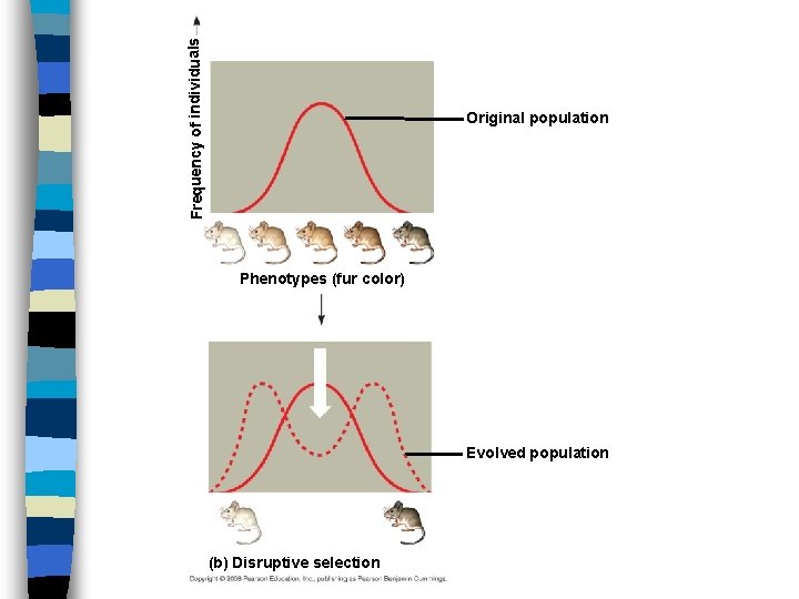Frequency of individuals Original population Phenotypes (fur color) Evolved population (b) Disruptive selection 