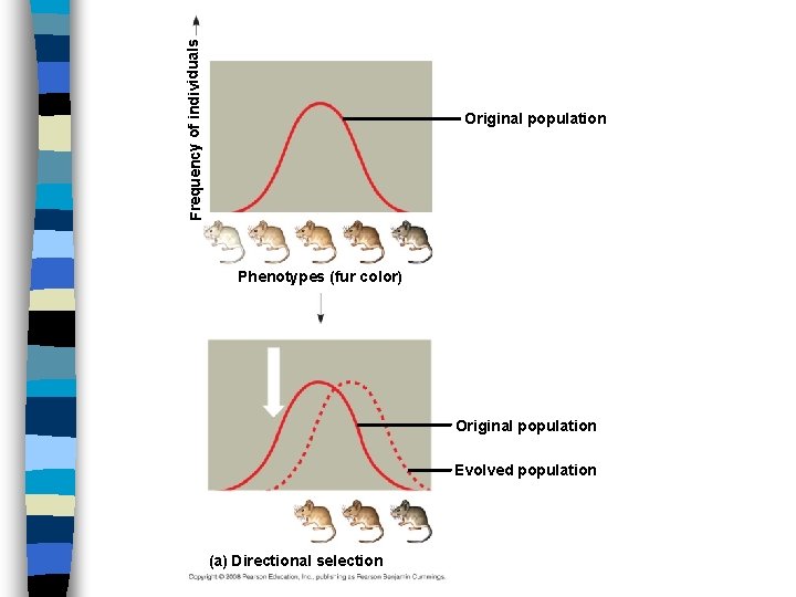 Frequency of individuals Original population Phenotypes (fur color) Original population Evolved population (a) Directional