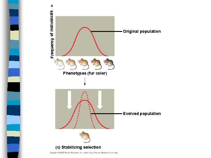 Frequency of individuals Original population Phenotypes (fur color) Evolved population (c) Stabilizing selection 