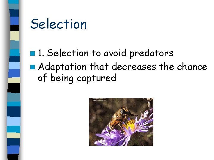 Selection n 1. Selection to avoid predators n Adaptation that decreases the chance of