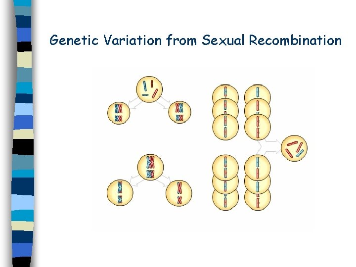 Genetic Variation from Sexual Recombination 