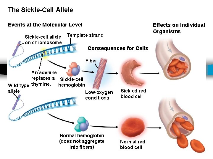 The Sickle-Cell Allele Events at the Molecular Level Sickle-cell allele on chromosome Effects on