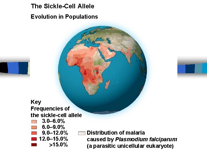 The Sickle-Cell Allele Evolution in Populations Key Frequencies of the sickle-cell allele 3. 0–