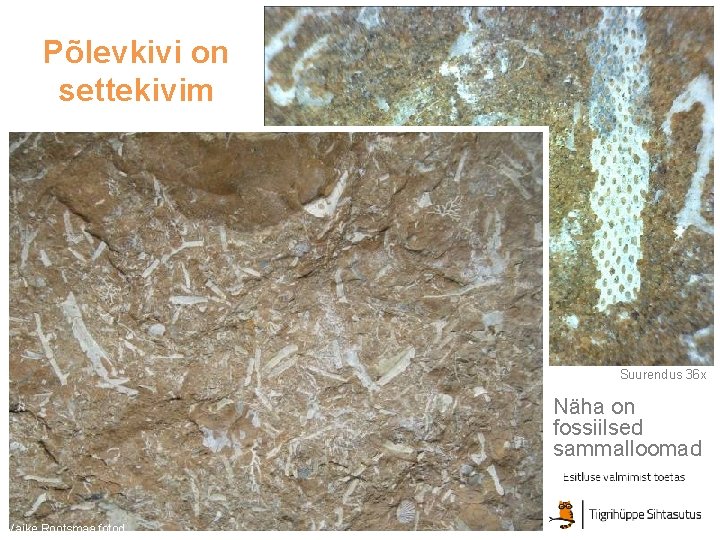 Põlevkivi on settekivim Suurendus 36 x Näha on fossiilsed sammalloomad Vaike Rootsmaa fotod Põlevkivi on settekivim Suurendus 36 x Näha on fossiilsed sammalloomad Vaike Rootsmaa fotod