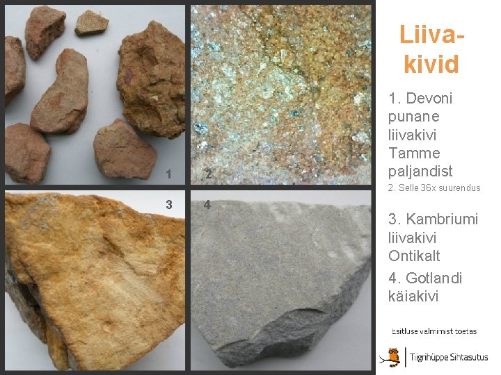 Liivakivid 1 2 1. Devoni punane liivakivi Tamme paljandist 2. Selle 36 x suurendus Liivakivid 1 2 1. Devoni punane liivakivi Tamme paljandist 2. Selle 36 x suurendus
