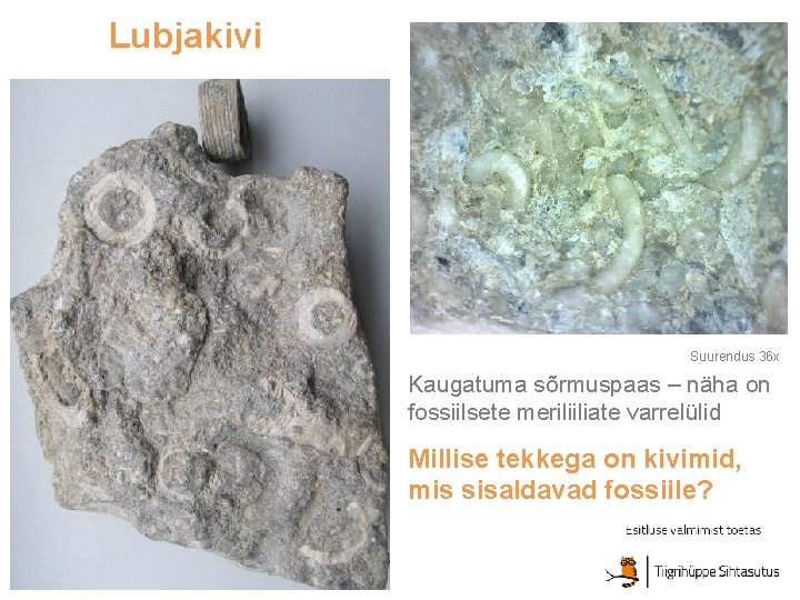 Lubjakivi Suurendus 36 x Kaugatuma sõrmuspaas – näha on fossiilsete meriliiliate varrelülid Millise tekkega Lubjakivi Suurendus 36 x Kaugatuma sõrmuspaas – näha on fossiilsete meriliiliate varrelülid Millise tekkega