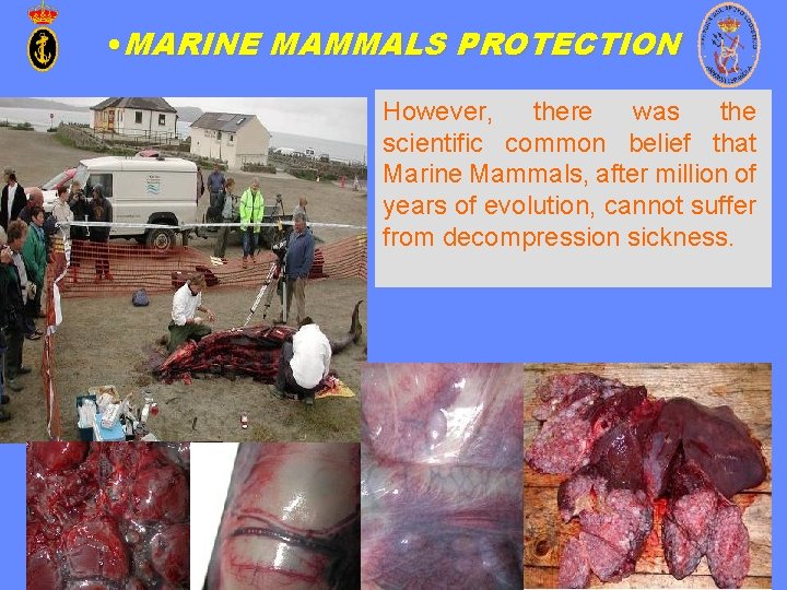 • MARINE MAMMALS PROTECTION However, there was the scientific common belief that Marine • MARINE MAMMALS PROTECTION However, there was the scientific common belief that Marine