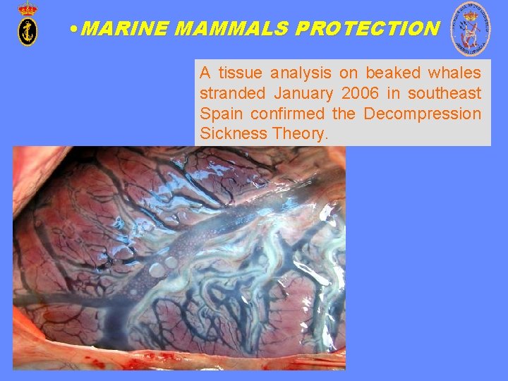  • MARINE MAMMALS PROTECTION A tissue analysis on beaked whales stranded January 2006