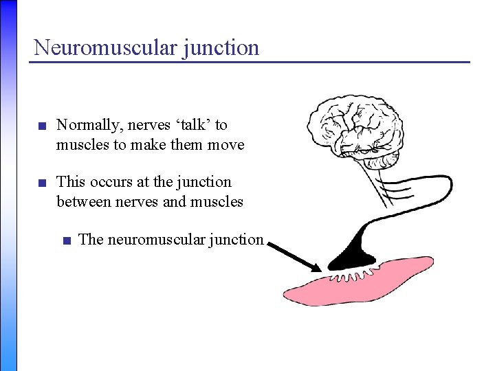 Neuromuscular junction ■ Normally, nerves ‘talk’ to muscles to make them move ■ This