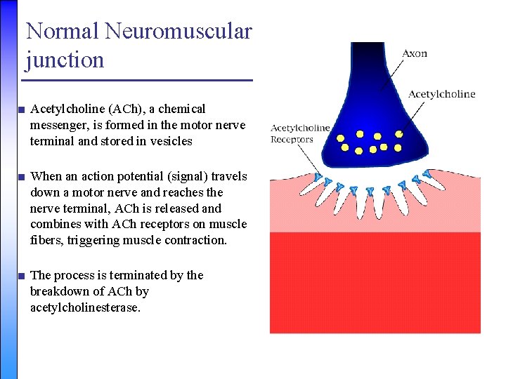 Normal Neuromuscular junction ■ Acetylcholine (ACh), a chemical messenger, is formed in the motor