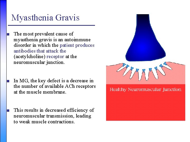 Myasthenia Gravis ■ The most prevalent cause of myasthenia gravis is an autoimmune disorder