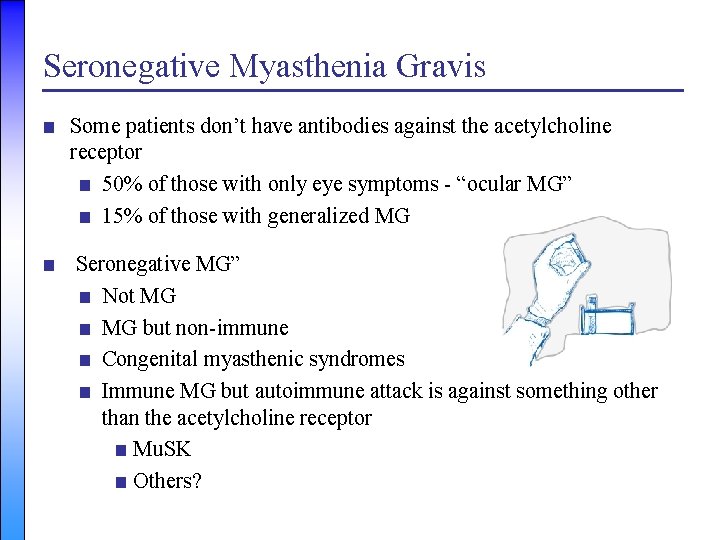 Seronegative Myasthenia Gravis ■ Some patients don’t have antibodies against the acetylcholine receptor ■