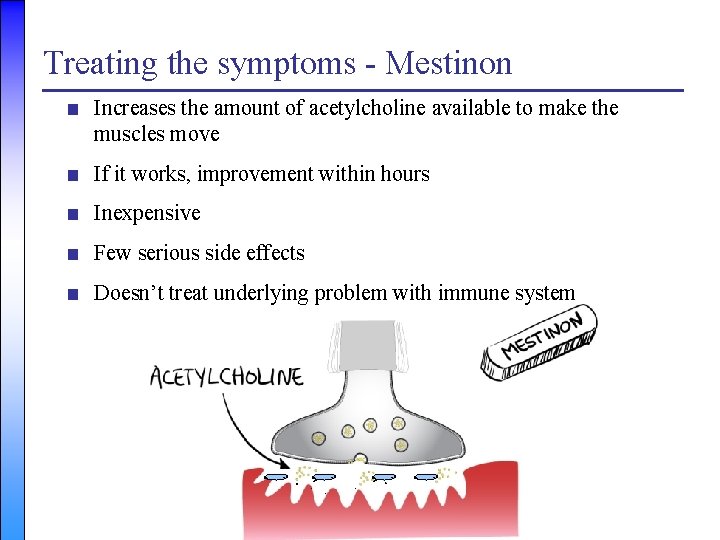Treating the symptoms - Mestinon ■ Increases the amount of acetylcholine available to make