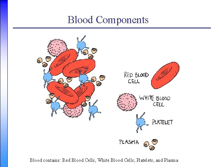 Blood Components Blood contains: Red Blood Cells, White Blood Cells, Platelets, and Plasma 