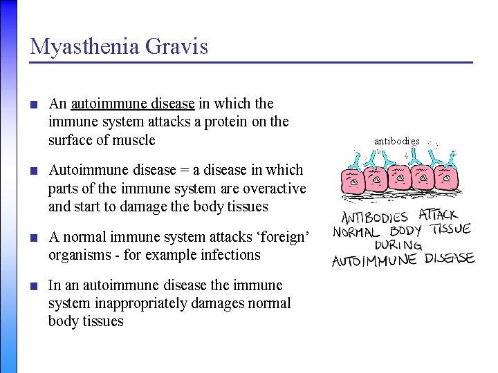 Myasthenia Gravis ■ An autoimmune disease in which the immune system attacks a protein