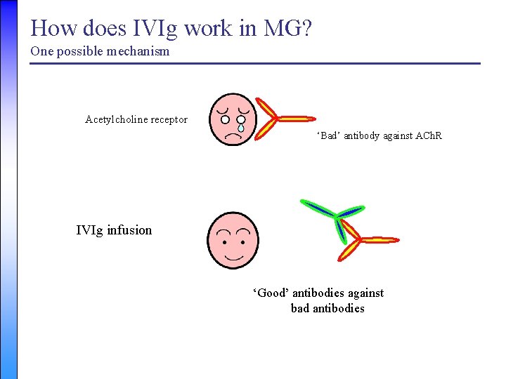 How does IVIg work in MG? One possible mechanism Acetylcholine receptor ‘Bad’ antibody against