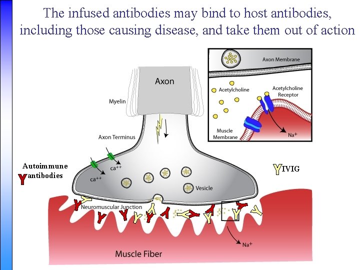 The infused antibodies may bind to host antibodies, including those causing disease, and take
