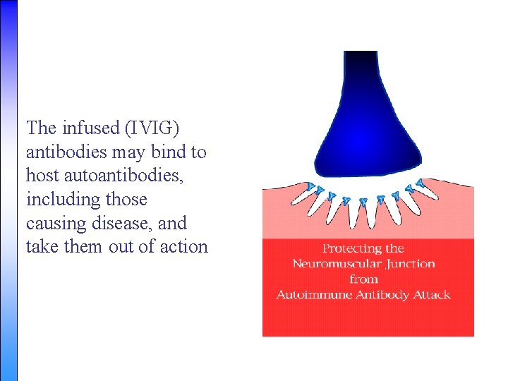 The infused (IVIG) antibodies may bind to host autoantibodies, including those causing disease, and