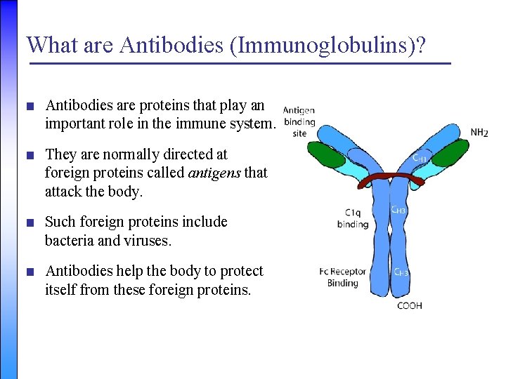 What are Antibodies (Immunoglobulins)? ■ Antibodies are proteins that play an important role in