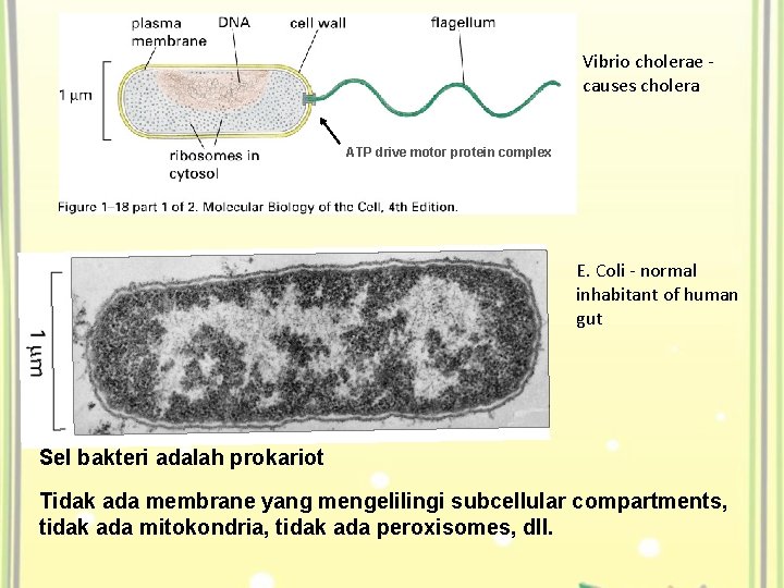 Vibrio cholerae causes cholera ATP drive motor protein complex E. Coli - normal inhabitant