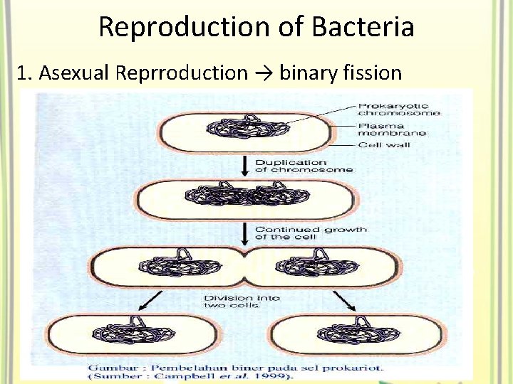 Reproduction of Bacteria 1. Asexual Reprroduction → binary fission 