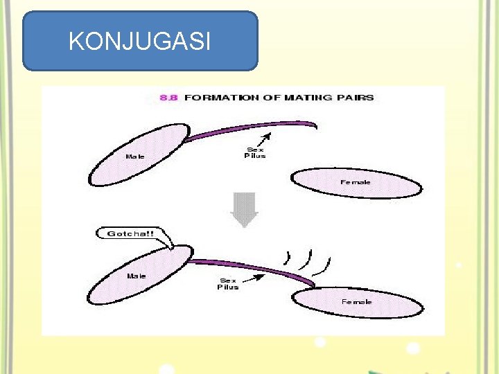 KONJUGASI 