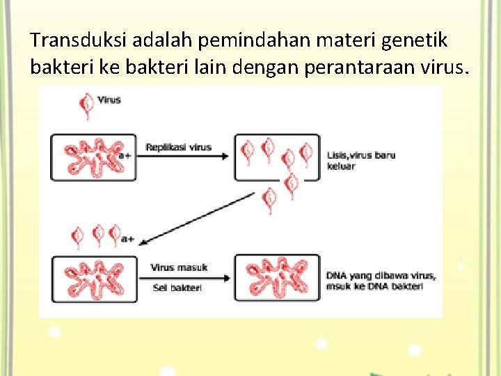 Transduksi adalah pemindahan materi genetik bakteri ke bakteri lain dengan perantaraan virus. 