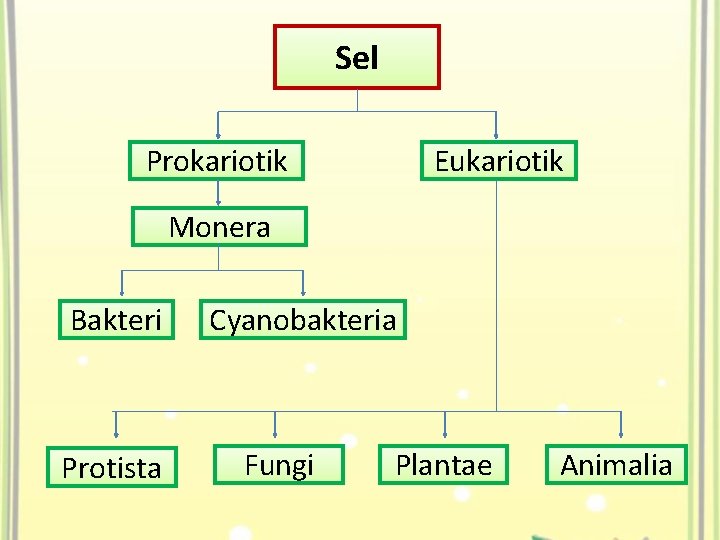 Sel Prokariotik Eukariotik Monera Bakteri Protista Cyanobakteria Fungi Plantae Animalia 