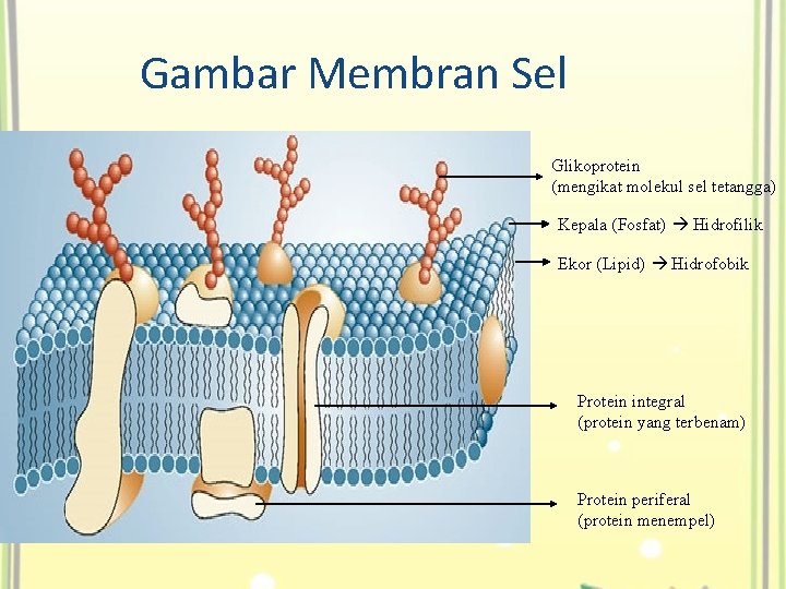 Gambar Membran Sel Glikoprotein (mengikat molekul sel tetangga) Kepala (Fosfat) Hidrofilik Ekor (Lipid) Hidrofobik