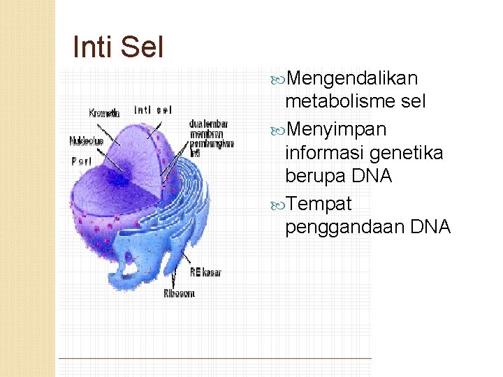 Inti Sel Mengendalikan metabolisme sel Menyimpan informasi genetika berupa DNA Tempat penggandaan DNA 