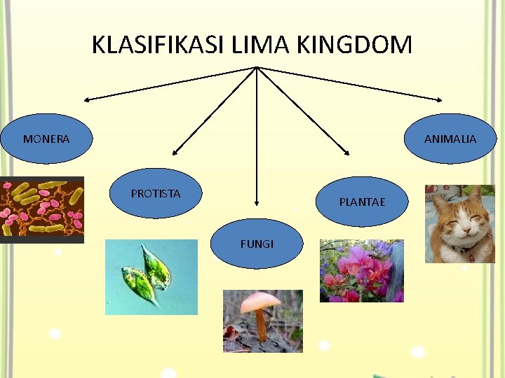 KLASIFIKASI LIMA KINGDOM MONERA ANIMALIA PROTISTA PLANTAE FUNGI 