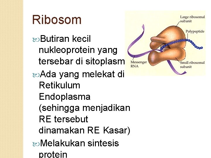 Ribosom Butiran kecil nukleoprotein yang tersebar di sitoplasma Ada yang melekat di Retikulum Endoplasma