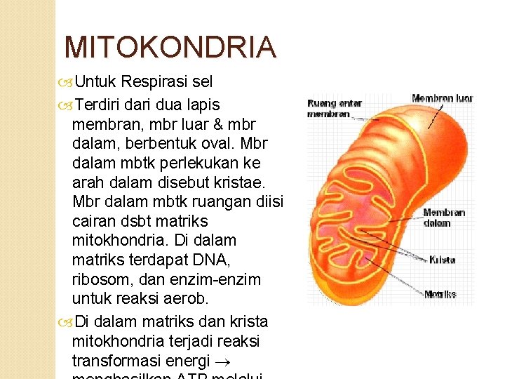 MITOKONDRIA Untuk Respirasi sel Terdiri dari dua lapis membran, mbr luar & mbr dalam,