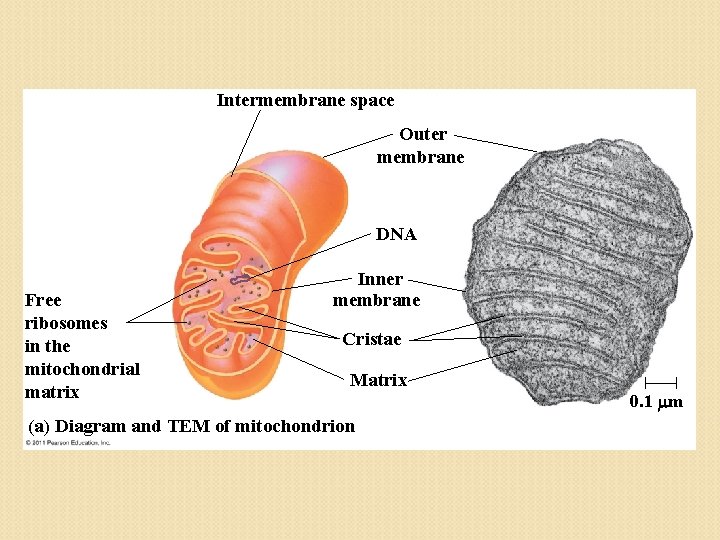Intermembrane space Outer membrane DNA Free ribosomes in the mitochondrial matrix Inner membrane Cristae