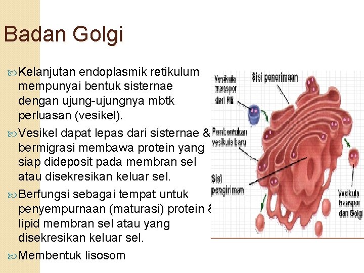 Badan Golgi Kelanjutan endoplasmik retikulum mempunyai bentuk sisternae dengan ujung-ujungnya mbtk perluasan (vesikel). Vesikel