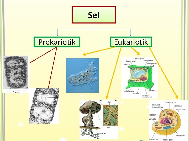 Sel Prokariotik Eukariotik 