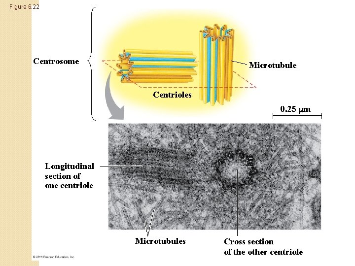 Figure 6. 22 Centrosome Microtubule Centrioles 0. 25 m Longitudinal section of one centriole