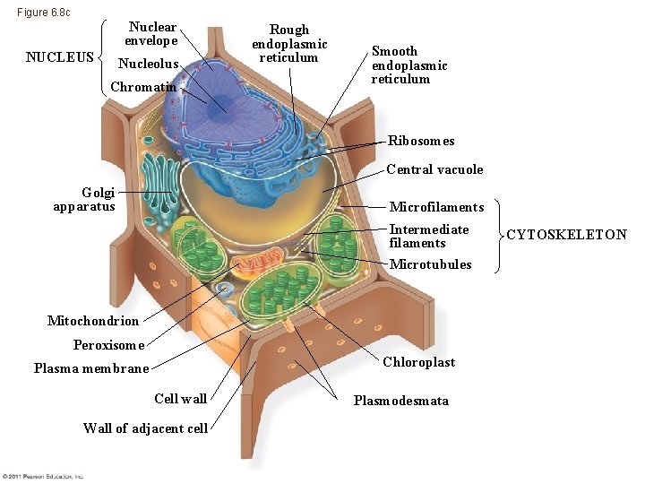 Figure 6. 8 c Nuclear envelope NUCLEUS Nucleolus Chromatin Rough endoplasmic reticulum Smooth endoplasmic