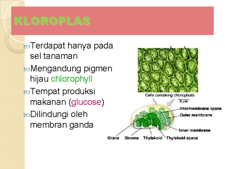 KLOROPLAS Terdapat hanya pada sel tanaman Mengandung pigmen hijau chlorophyll Tempat produksi makanan (glucose)