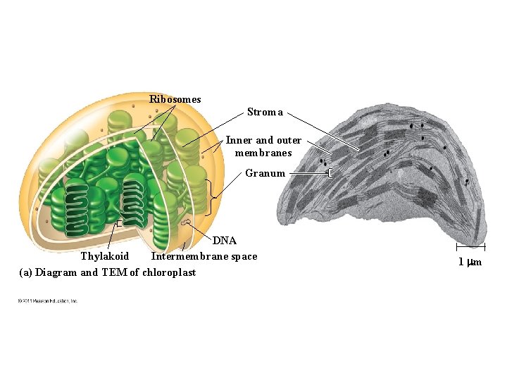 Ribosomes Stroma Inner and outer membranes Granum DNA Intermembrane space Thylakoid (a) Diagram and